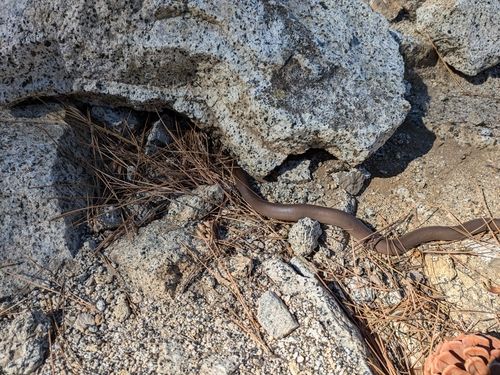 iNaturalist observation photo of Northern Rubber Boa