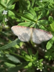 Idaea humiliata