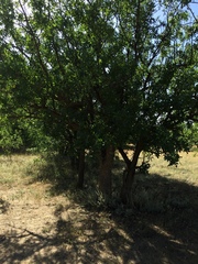 Pistacia atlantica mutica