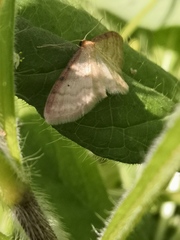 Idaea humiliata