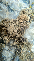 Protoparmelia badia