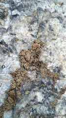 Protoparmelia badia