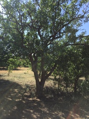 Pistacia atlantica mutica