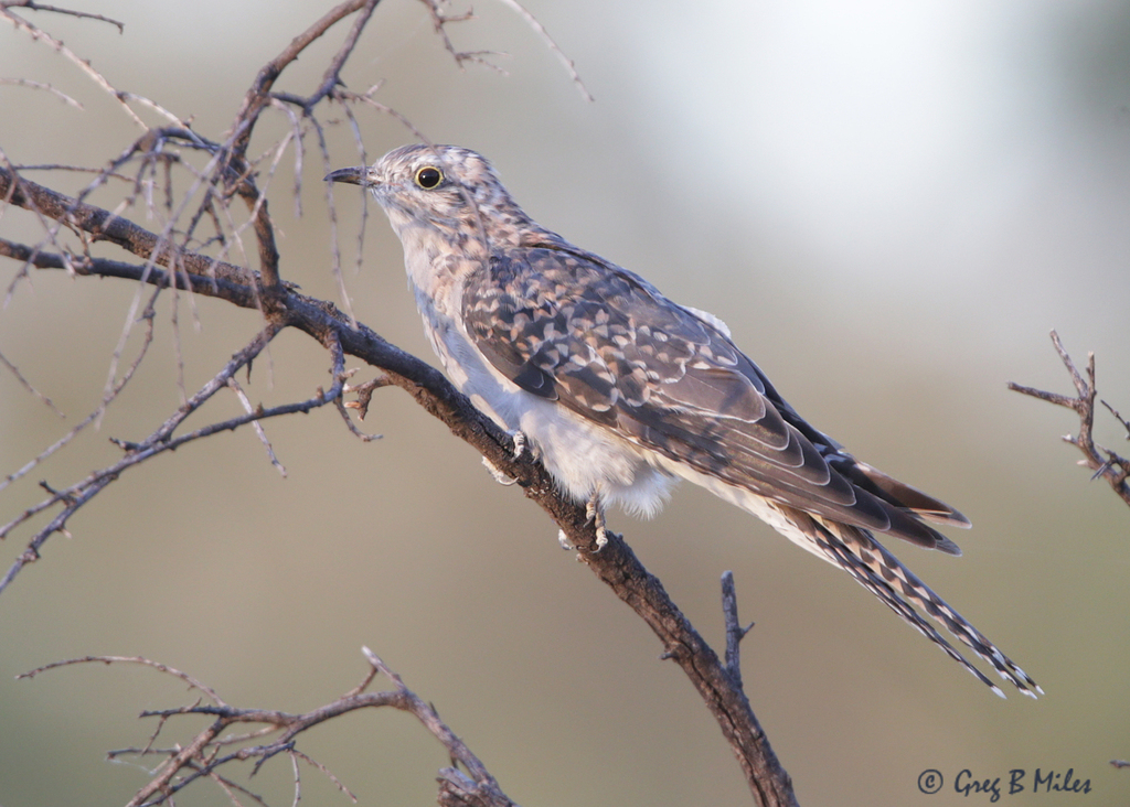 Pallid Cuckoo