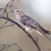 Pallid Cuckoo - Photo (c) Greg Miles, some rights reserved (CC BY-SA)