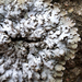 Frosted Lichens - Photo (c) aarongunnar, some rights reserved (CC BY), uploaded by aarongunnar
