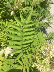 Sorbaria sorbifolia