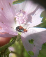 Podagrica fuscicornis