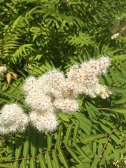 Sorbaria sorbifolia