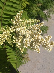 Sorbaria sorbifolia