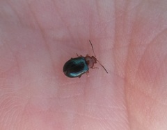 Podagrica fuscicornis