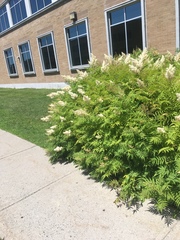 Sorbaria sorbifolia