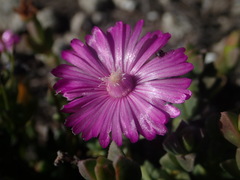 Ruschia neovirens