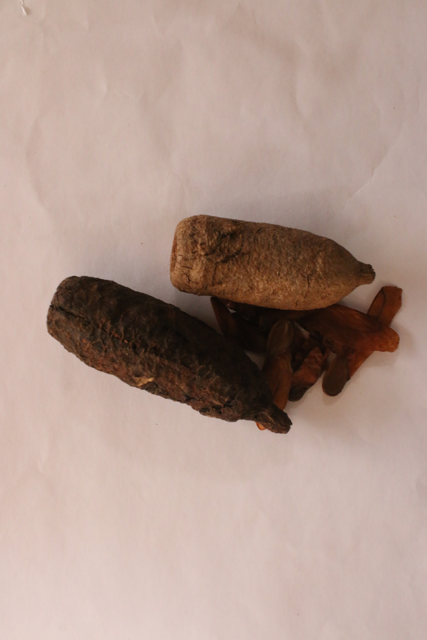 Cariniana ianeirensis