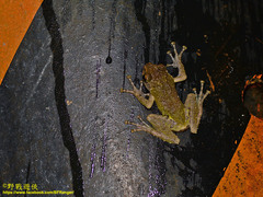 Kurixalus eiffingeri