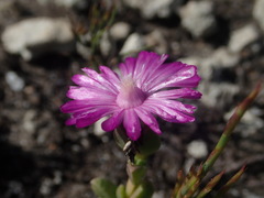 Ruschia neovirens