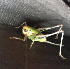 Eupholidoptera magnifica