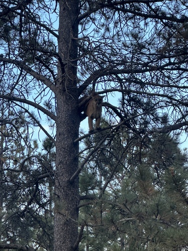 Mountain Lion photographed in Wyoming