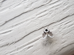 Lepiseodina conspicua