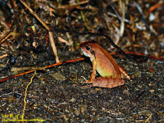 Kanshirei Village Frog photo 2