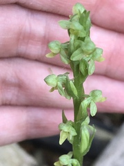 Northern green bog-orchid (Platanthera aquilonis)