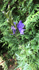 Aconitum napellus