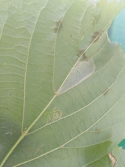 Phyllonorycter issikii