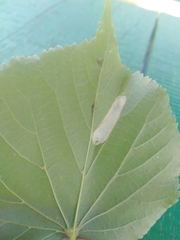 Phyllonorycter issikii