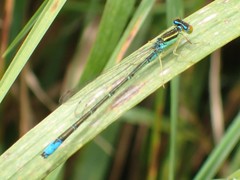 Enallagma antennatum