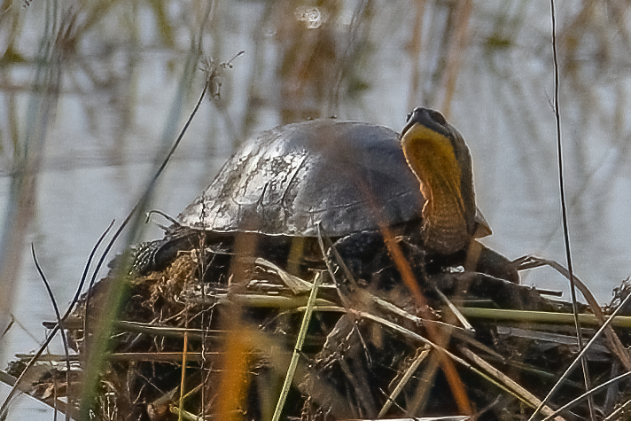 Blanding's Turtle in October 2024 by jdziuk1 · iNaturalist