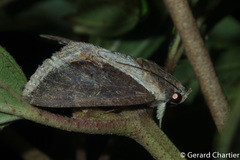 Ercheia cyllaria