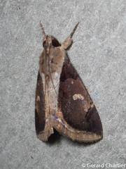Ercheia cyllaria