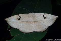 Hypopyra pallidigera