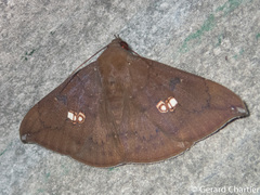 Platyja umminia