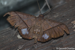 Ischyja hagenii