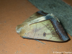 Ophiusa trapezium