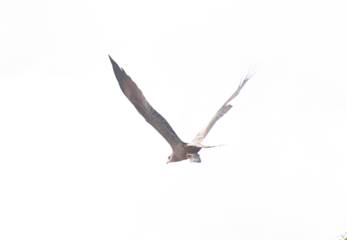 Yellow-billed Kite