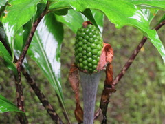 Arisaema serratum