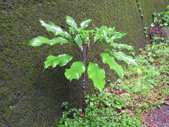 Arisaema serratum