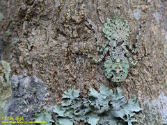 Theopompa ophthalmica