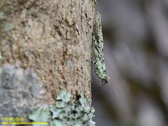 Theopompa ophthalmica