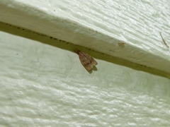 Psilocorsis cryptolechiella