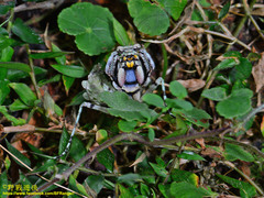 Theopompa ophthalmica