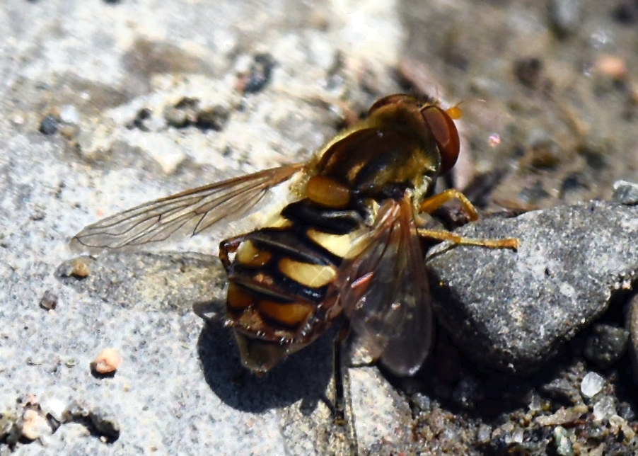 Unadorned Bog Fly