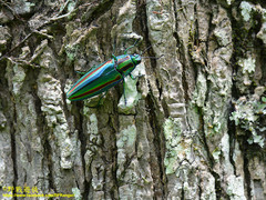 Chrysochroa fulgidissima