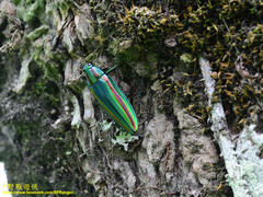 Chrysochroa fulgidissima
