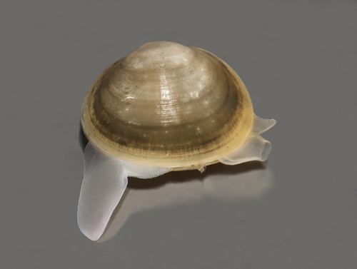 European Fingernail Clam