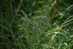 Centaurea × livonica