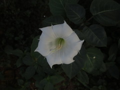 Datura metel