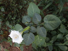 Datura metel